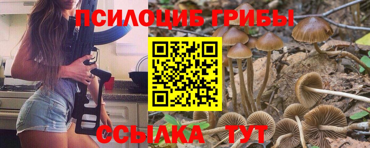 Псилоцибиновые грибы Psilocybine cubensis Черняховск